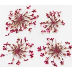 Flores Secas para Unhas P Flores Secas para Unhas P