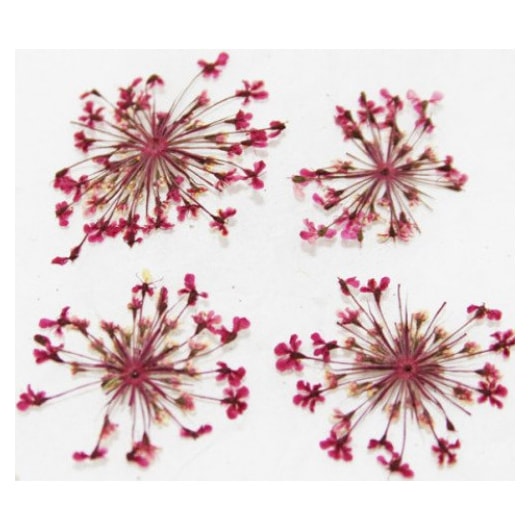 Kit de Flores Secas para Unhas Encapsuladas com 9 Cores para unhas