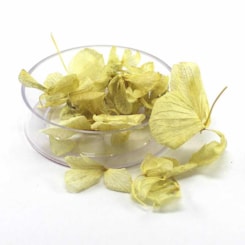Pétalas de Flores Secas - Cor: Creme Pétalas de Flores Secas - Cor: Creme