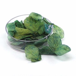 Pétalas de Flores Secas - Cor: Verde Tiffany Pétalas de Flores Secas - Cor: Verde Tiffany