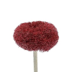 Polidora Scotch Brithe Média Polidora Scotch Brithe Média